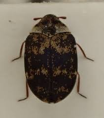 Attēlu rezultāti vaicājumam “Anthrenus museorum”