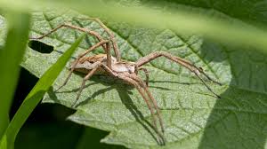 Attēlu rezultāti vaicājumam “Pisaura mirabilis male”