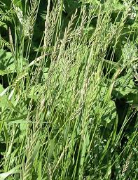 Attēlu rezultāti vaicājumam “Elytrigia repens subsp. arenosa”