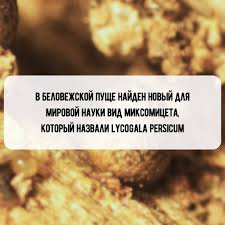 Attēlu rezultāti vaicājumam “Lycogala persicum macro”