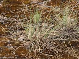 Attēlu rezultāti vaicājumam “Festuca psammophila”