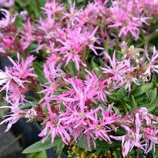 Image result for Lychnis flos-cuculi