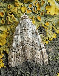 Attēlu rezultāti vaicājumam “Nola confusalis”