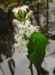 Attēlu rezultāti vaicājumam “Menyanthes trifoliata”