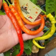 Afbeeldingsresultaat voor turkish cayenne hot pepper