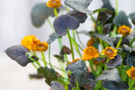 Attēlu rezultāti vaicājumam “Ficaria verna flower”