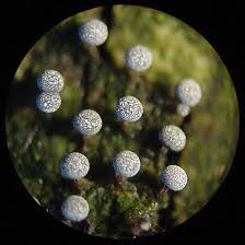 Attēlu rezultāti vaicājumam “Diderma umbilicatum macro”