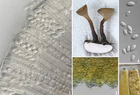 Attēlu rezultāti vaicājumam “Myriosclerotinia scirpicola”