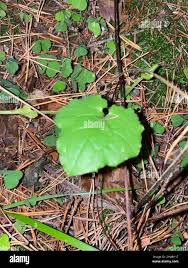 Attēlu rezultāti vaicājumam “Mycelis muralis leaf”