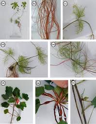 Attēlu rezultāti vaicājumam “Trapa natans”