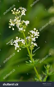 Attēlu rezultāti vaicājumam “Galium album flower”