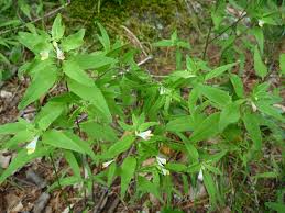 Attēlu rezultāti vaicājumam “Melampyrum cristatum leaf”