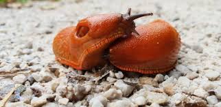 Attēlu rezultāti vaicājumam “Arion rufus”