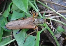Attēlu rezultāti vaicājumam “Stenocorus meridianus”