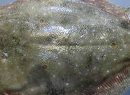 Image result for Paralichthys albigutta