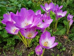 Attēlu rezultāti vaicājumam “Colchicum szovitsii subsp. szovitsii flower”
