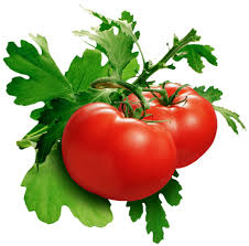 tomato