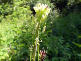 Attēlu rezultāti vaicājumam “Arabis glabra”