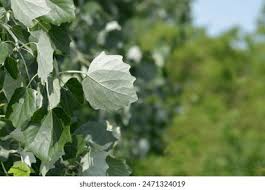 Attēlu rezultāti vaicājumam “Populus x gileadensis leaf”