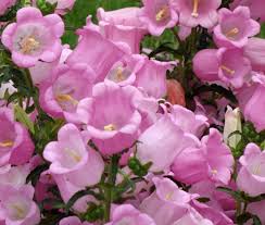Image result for Campanula medium