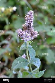 Attēlu rezultāti vaicājumam “Mentha longifolia flower”