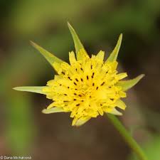 Attēlu rezultāti vaicājumam “Tragopogon pratensis subsp. pratensis fruit”