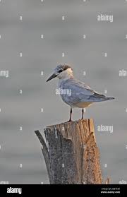 Attēlu rezultāti vaicājumam “Chlidonias hybrida adult”