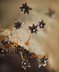 Attēlu rezultāti vaicājumam “Physarum pezizoideum macro”