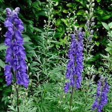 Attēlu rezultāti vaicājumam “Aconitum napellus flower”