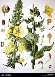 Attēlu rezultāti vaicājumam “Verbascum densiflorum flower”