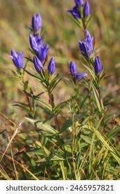 Attēlu rezultāti vaicājumam “Gentiana pneumonanthe”