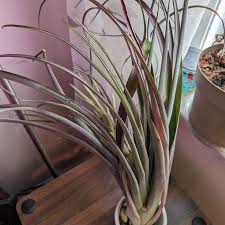 Image result for tillandsia umbellata