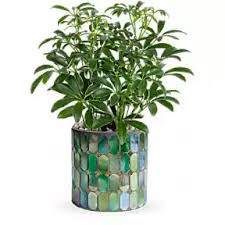 Image result for Leaves Green Bowmen