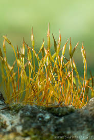 Attēlu rezultāti vaicājumam “Tortula muralis”