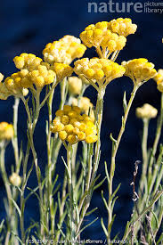 Attēlu rezultāti vaicājumam “Helichrysum arenarium bud”
