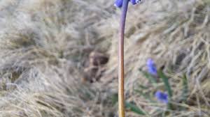 Attēlu rezultāti vaicājumam “Muscari botryoides leaf”