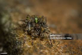 Attēlu rezultāti vaicājumam “Gibbaranea gibbosa”