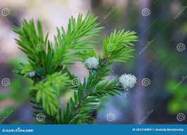 Attēlu rezultāti vaicājumam “Sacchiphantes abietis”