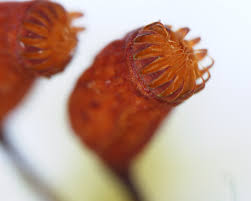 Attēlu rezultāti vaicājumam “Rhytidiadelphus triquetrus sporophyte”