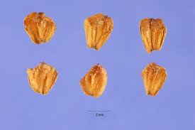 Attēlu rezultāti vaicājumam “Alnus incana”