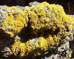 Attēlu rezultāti vaicājumam “Xanthoria candelaria”