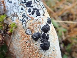 Attēlu rezultāti vaicājumam “Porpidia macrocarpa”