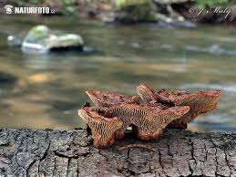 Attēlu rezultāti vaicājumam “Gloeophyllum abietinum”