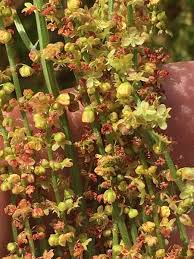 Attēlu rezultāti vaicājumam “Rumex acetosa flower”