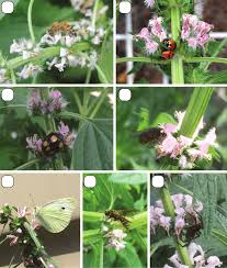 Attēlu rezultāti vaicājumam “Leonurus cardiaca flower”