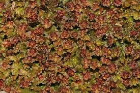 Attēlu rezultāti vaicājumam “Diplophyllum albicans”