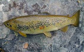 Image result for Salmo macrostigma