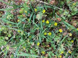 Attēlu rezultāti vaicājumam “Trifolium dubium”