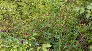 Attēlu rezultāti vaicājumam “Lathyrus niger leaf”