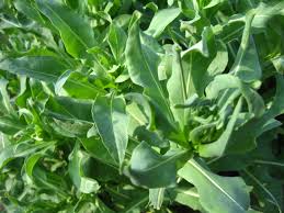 Image result for Isatis tinctoria
